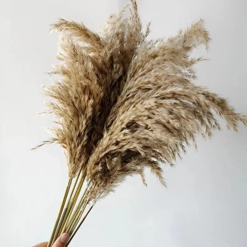 60cm-natural-real-brown-beige-dried-pampas-grass-bouquet-fluffy-feather-for-modern-boho-home-decoration-ornament-besontique-home-45951 - Besontique Home
