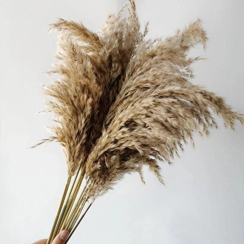 60cm Natural Real Brown Beige Dried Pampas Grass Bouquet │ Fluffy Feather For Modern Boho Home Decoration Ornament - Besontique Home