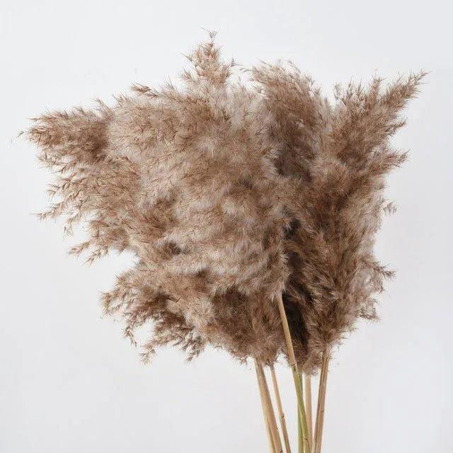 60cm Natural Real Brown Beige Dried Pampas Grass Bouquet │ Fluffy Feather For Modern Boho Home Decoration Ornament - Besontique Home
