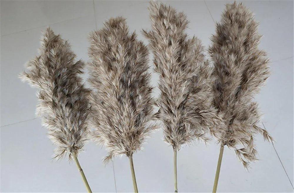 60cm Natural Real Brown Beige Dried Pampas Grass Bouquet │ Fluffy Feather For Modern Boho Home Decoration Ornament - Besontique Home