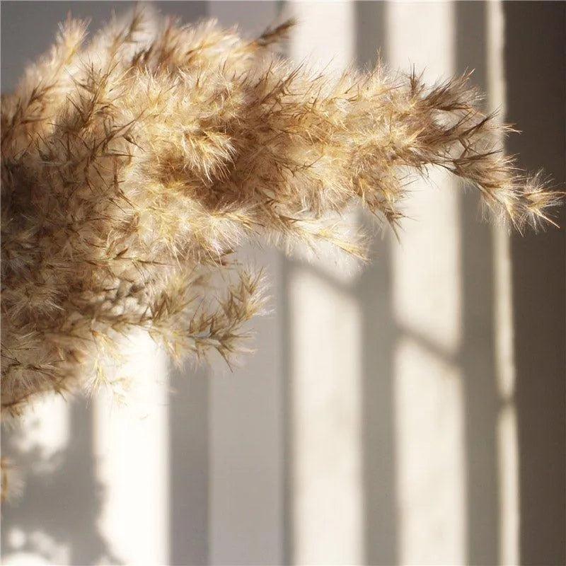60cm Natural Real Brown Beige Dried Pampas Grass Bouquet │ Fluffy Feather For Modern Boho Home Decoration Ornament - Besontique Home