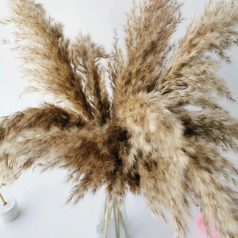 60cm Natural Real Brown Beige Dried Pampas Grass Bouquet │ Fluffy Feather For Modern Boho Home Decoration Ornament - Besontique Home
