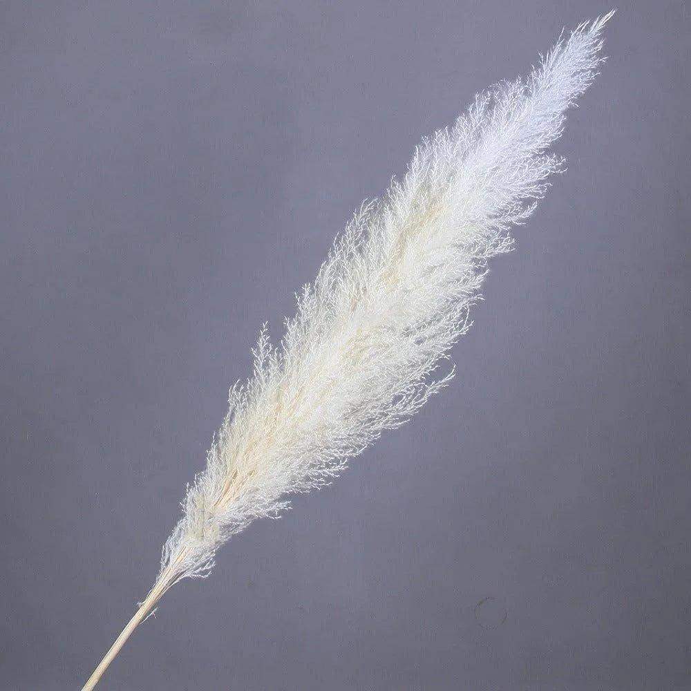 60cm Real Cream White Dried Pampas Grass Bouquet │ Fluffy Feather For Modern Boho Home Decoration Ornament - Besontique Home
