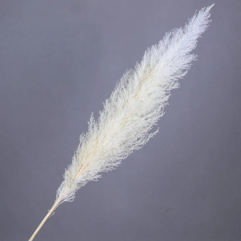 60cm Real Cream White Dried Pampas Grass Bouquet │ Fluffy Feather For Modern Boho Home Decoration Ornament - Besontique Home