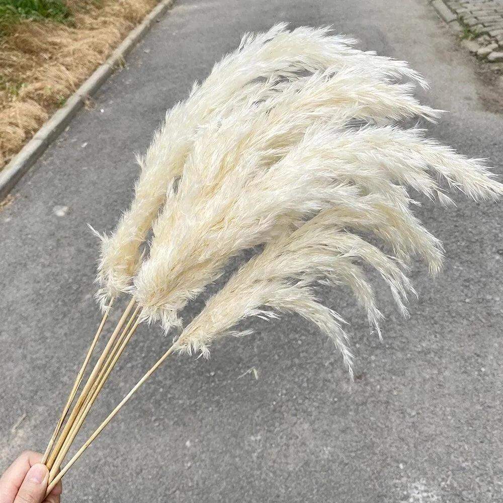 60cm Real Cream White Dried Pampas Grass Bouquet │ Fluffy Feather For Modern Boho Home Decoration Ornament - Besontique Home
