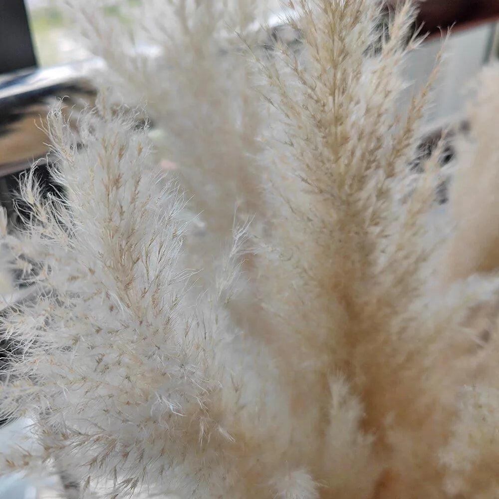 80 cm Natural Real Dried Pampas Grass Bouquet (White / Beige / Gray) │ Fluffy Feather For Modern Boho Home Decoration Ornament - Besontique Home