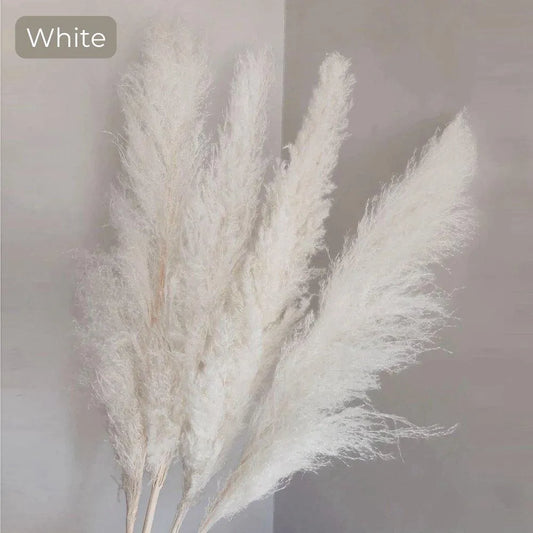 80 cm Natural Real Dried Pampas Grass Bouquet (White / Beige / Gray) │ Fluffy Feather For Modern Boho Home Decoration Ornament - Besontique Home