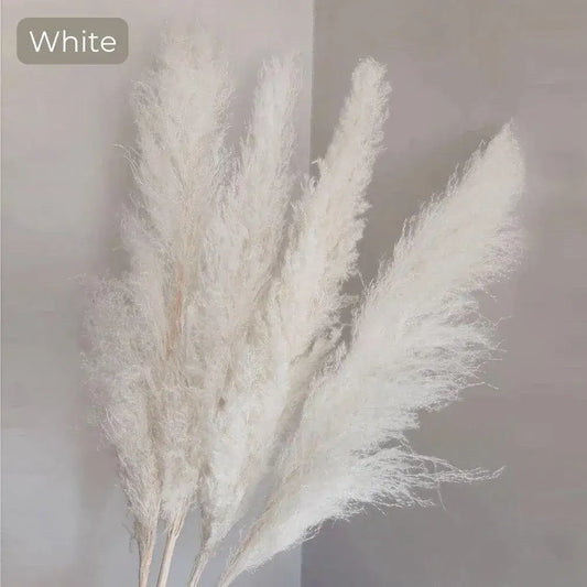 80 cm Natural Real Dried Pampas Grass Bouquet (White / Beige / Gray) │ Fluffy Feather For Modern Boho Home Decoration Ornament - Besontique Home