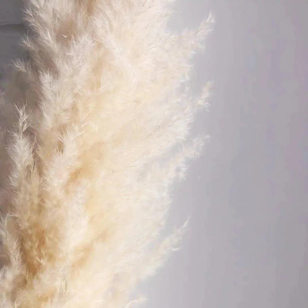 80 cm Natural Real Dried Pampas Grass Bouquet (White / Beige / Gray) │ Fluffy Feather For Modern Boho Home Decoration Ornament - Besontique Home