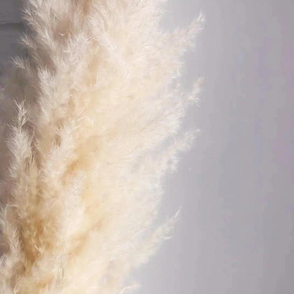 80 cm Natural Real Dried Pampas Grass Bouquet (White / Beige / Gray) │ Fluffy Feather For Modern Boho Home Decoration Ornament - Besontique Home