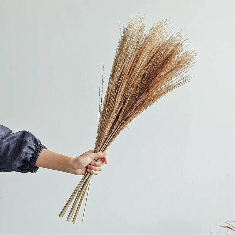 Natural Style Real Dried Pampas Reed Grass │ Dried Plants Home Decoration Accessories │ Dry Flower Bunch - Besontique Home