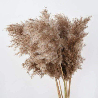 60cm Natural Real Brown Beige Dried Pampas Grass Bouquet │ Fluffy Feather For Modern Boho Home Decoration Ornament - Besontique Home
