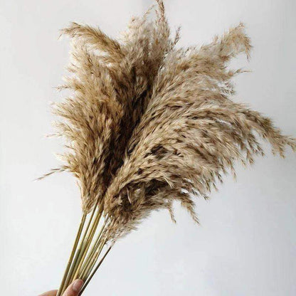 60cm Natural Real Brown Beige Dried Pampas Grass Bouquet │ Fluffy Feather For Modern Boho Home Decoration Ornament - Besontique Home