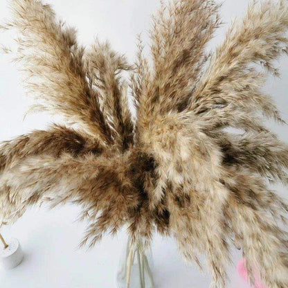 60cm Natural Real Brown Beige Dried Pampas Grass Bouquet │ Fluffy Feather For Modern Boho Home Decoration Ornament - Besontique Home