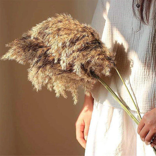 60cm Natural Real Brown Beige Dried Pampas Grass Bouquet │ Fluffy Feather For Modern Boho Home Decoration Ornament - Besontique Home