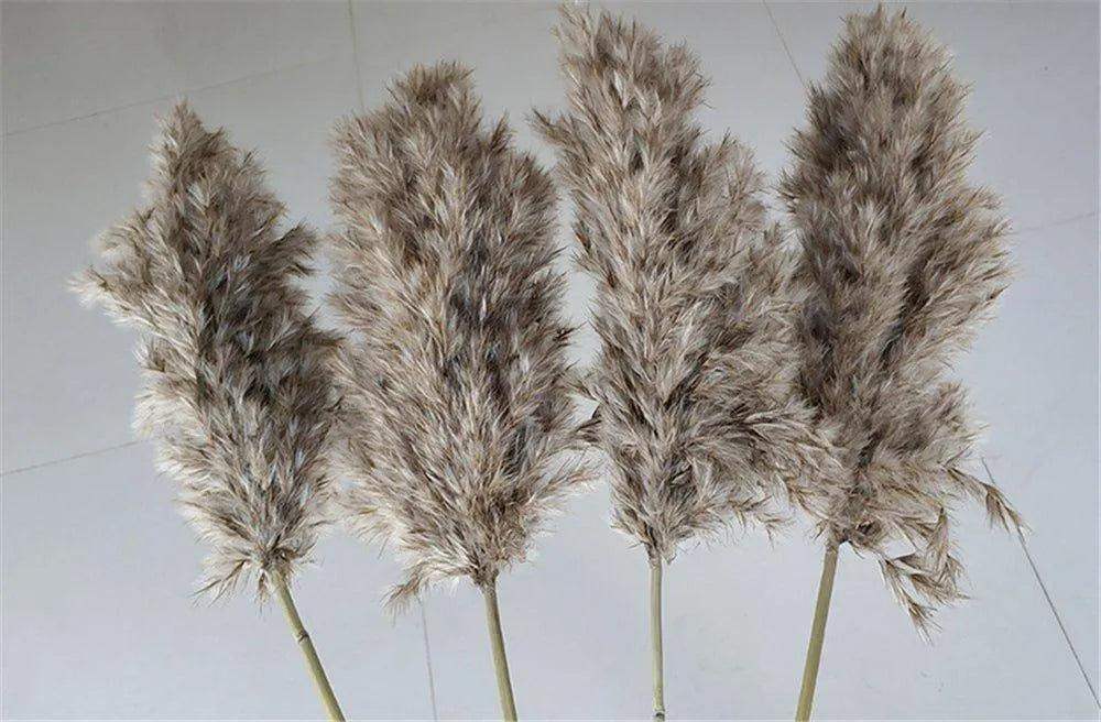 60cm Natural Real Brown Beige Dried Pampas Grass Bouquet │ Fluffy Feather For Modern Boho Home Decoration Ornament - Besontique Home