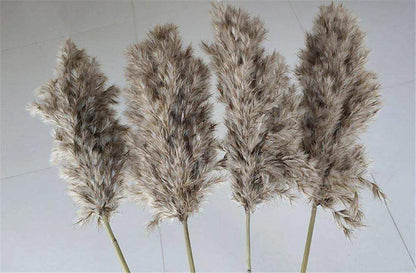 60cm Natural Real Brown Beige Dried Pampas Grass Bouquet │ Fluffy Feather For Modern Boho Home Decoration Ornament - Besontique Home