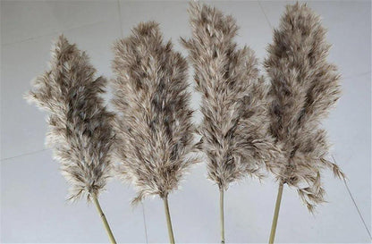 60cm Natural Real Brown Beige Dried Pampas Grass Bouquet │ Fluffy Feather For Modern Boho Home Decoration Ornament - Besontique Home