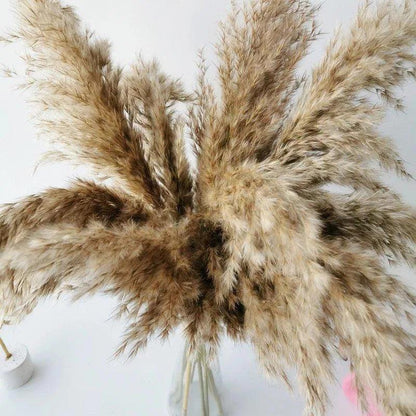 60cm Natural Real Brown Beige Dried Pampas Grass Bouquet │ Fluffy Feather For Modern Boho Home Decoration Ornament - Besontique Home