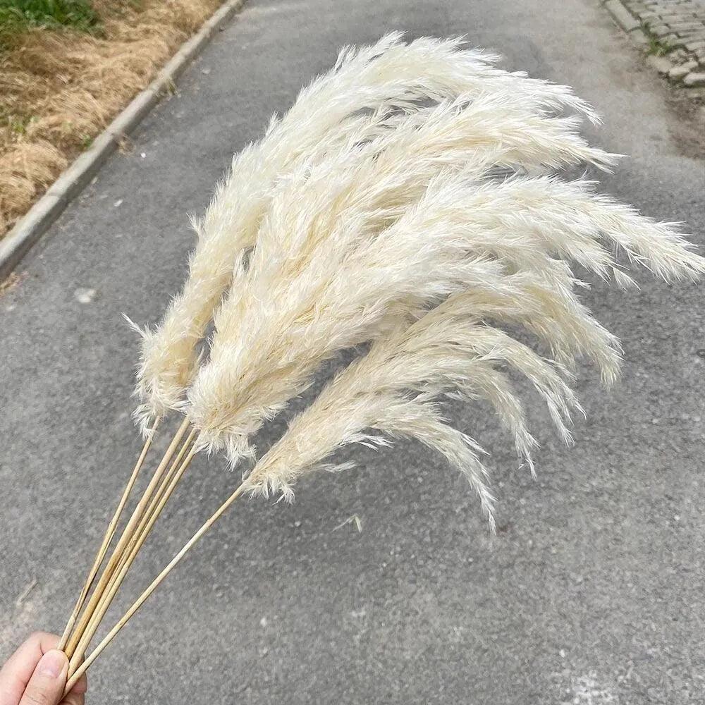 60cm Real Cream White Dried Pampas Grass Bouquet │ Fluffy Feather For Modern Boho Home Decoration Ornament - Besontique Home