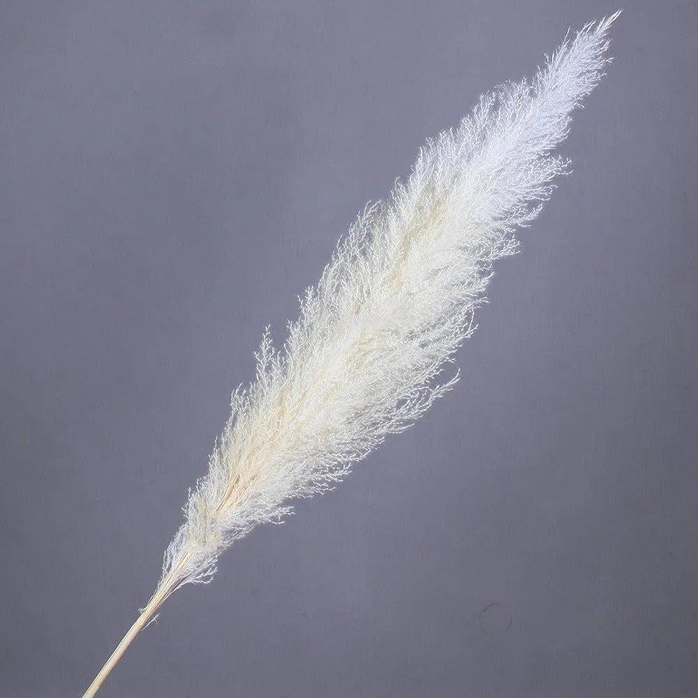 60cm Real Cream White Dried Pampas Grass Bouquet │ Fluffy Feather For Modern Boho Home Decoration Ornament - Besontique Home