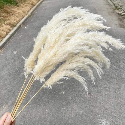 60cm Real Cream White Dried Pampas Grass Bouquet │ Fluffy Feather For Modern Boho Home Decoration Ornament - Besontique Home