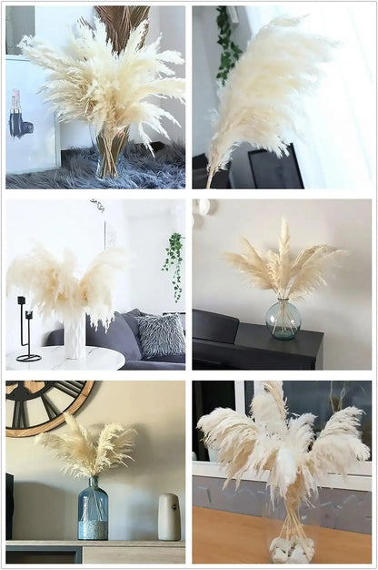 60cm Real Cream White Dried Pampas Grass Bouquet │ Fluffy Feather For Modern Boho Home Decoration Ornament - Besontique Home