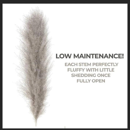 80 cm Natural Real Dried Pampas Grass Bouquet (White / Beige / Gray) │ Fluffy Feather For Modern Boho Home Decoration Ornament - Besontique Home