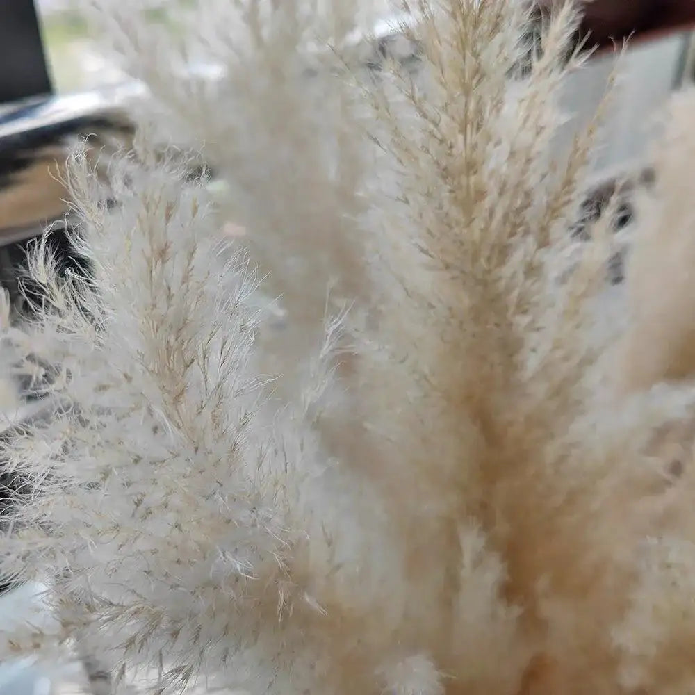 80 cm Natural Real Dried Pampas Grass Bouquet (White / Beige / Gray) │ Fluffy Feather For Modern Boho Home Decoration Ornament - Besontique Home