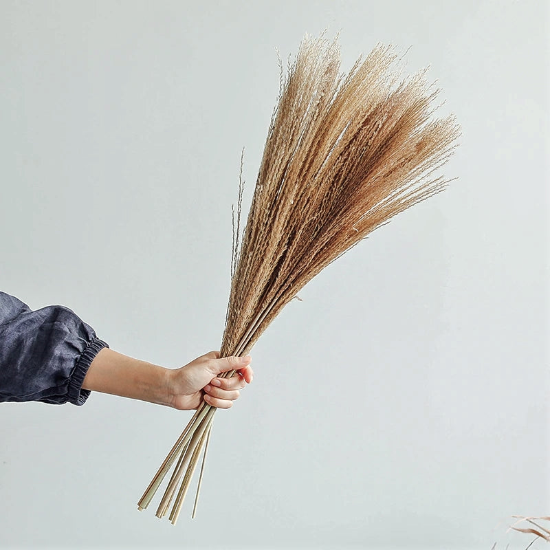 Natural Style Real Dried Pampas Reed Grass │ Dried Plants Home Decoration Accessories │ Dry Flower Bunch