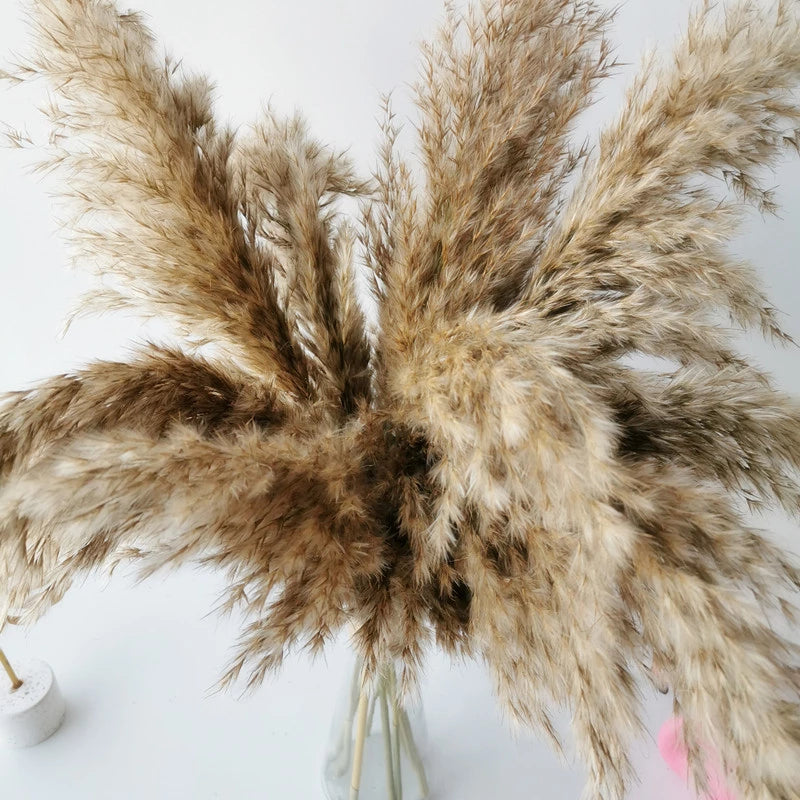 60cm Natural Real Brown Beige Dried Pampas Grass Bouquet, Fluffy Feather For Modern Boho Home Decoration Ornament Besontique